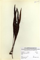 藏品(擬瓦葦)的圖片